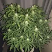 AK-47 XL