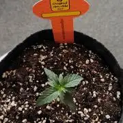 Original sensible seeds