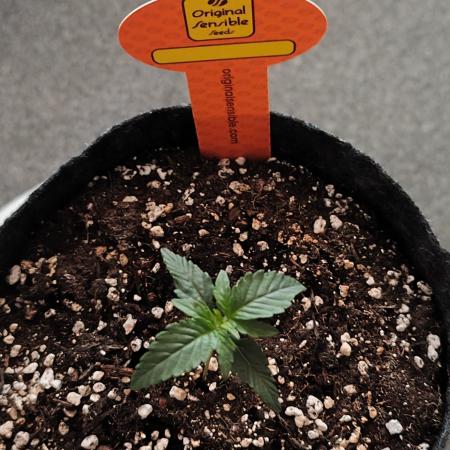 Original sensible seeds