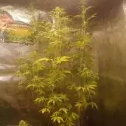 Fast bud cheese 