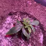 Gorilla Cookies Auto