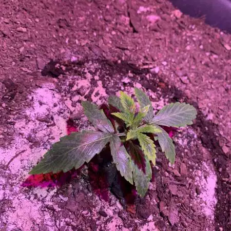 Gorilla Cookies Auto