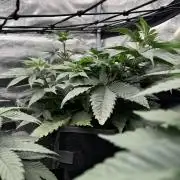 SECOND RUN - RS11 x Banana OG