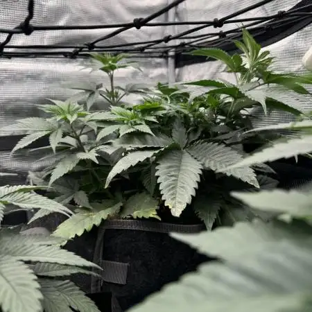 SECOND RUN - RS11 x Banana OG