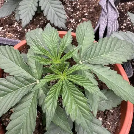 SECOND RUN - RS11 x Banana OG