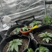 SECOND RUN - RS11 x Banana OG