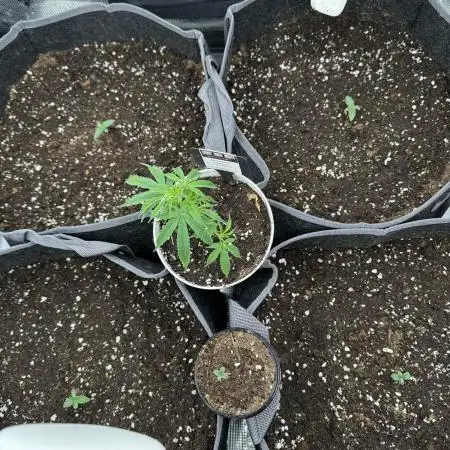 SECOND RUN - RS11 x Banana OG