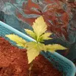 Ak48 autoflower 20 watts