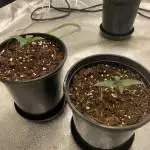 The good Grower