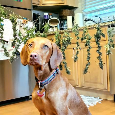 1stGrow- Mystery Strain- February2021