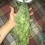 Lemon Og Auto