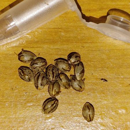  Breeding Zkittlez Glue with Auto's