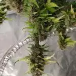 Bx1 Kale
