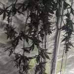 Extract Girl