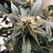 God CBD - Photoperiod - LED - Indoor