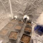 AutoFlower 420Fastbuds 