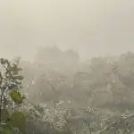 Grow Dry Trim Cure Smoke 2025