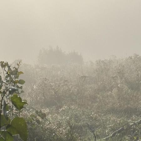 Grow Dry Trim Cure Smoke 2025