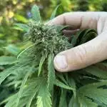 Grow Dry Trim Cure Smoke 2025