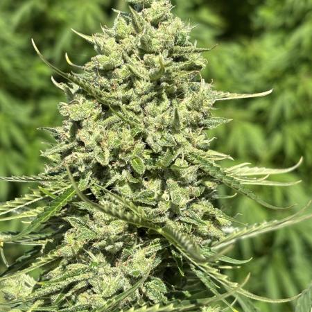 Grow Dry Trim Cure Smoke 2025