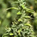 Flower then Clone, Dr. Grinspoon 2025