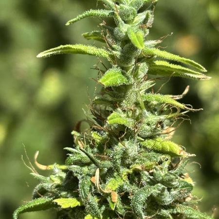 Flower then Clone, Dr. Grinspoon 2025