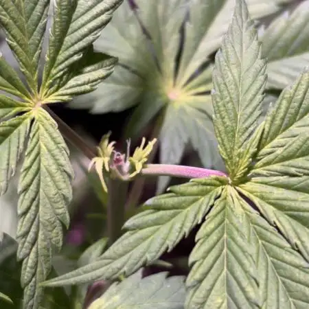 Grow Dry Trim Cure Smoke 2025