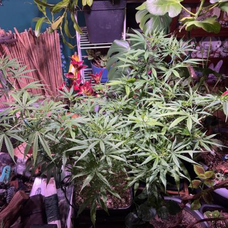 Flower then Clone, Dr. Grinspoon 2025