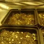 first crop Lemon King Eva Seeds