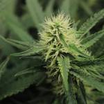 Mendocino Skunk by Thompson