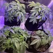 Exotic Genetix Greasy & Tropical Runtz