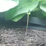 First Indoor Grow ( Royal Gorilla Auto)