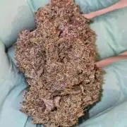 Fastbuds autoflower run