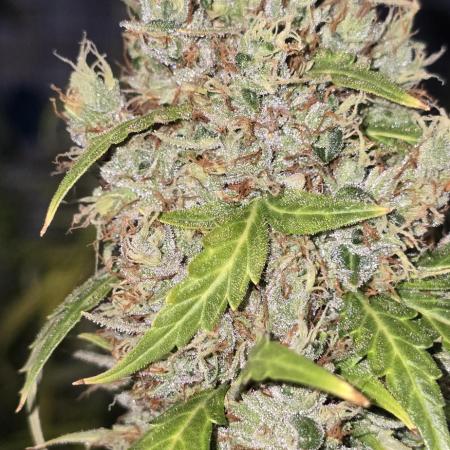 Fastbuds autoflower run