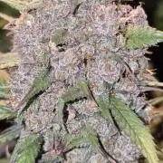 Fastbuds autoflower run