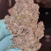 Fastbuds autoflower run