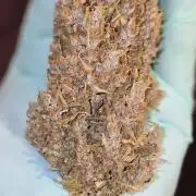 Fastbuds autoflower run
