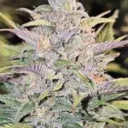 Fastbuds autoflower run