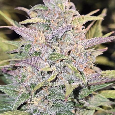 Fastbuds autoflower run