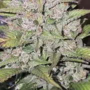 Fastbuds autoflower run