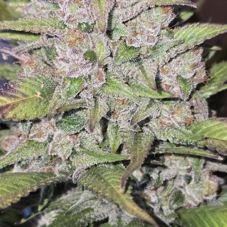 Fastbuds autoflower run
