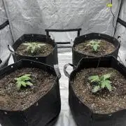 Blue Dream / Kosher Kush