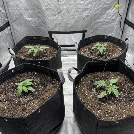 Blue Dream / Kosher Kush