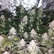 ETHOS Grape Diamonds & Lemon Cherry Pie