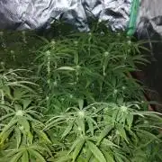ETHOS Grape Diamonds & Lemon Cherry Pie