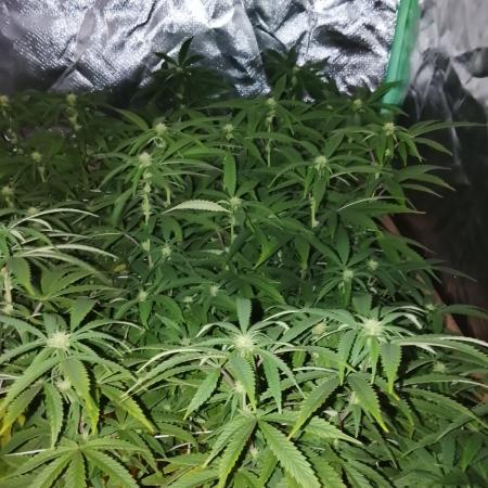ETHOS Grape Diamonds & Lemon Cherry Pie