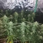 ETHOS Grape Diamonds & Lemon Cherry Pie