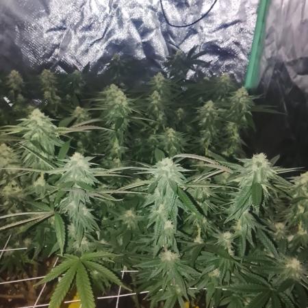 ETHOS Grape Diamonds & Lemon Cherry Pie