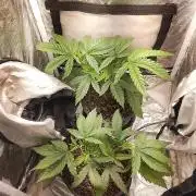 ETHOS Grape Diamonds & Lemon Cherry Pie