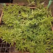ETHOS Grape Diamonds & Lemon Cherry Pie